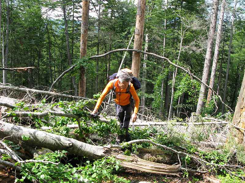 waldschoeckl
